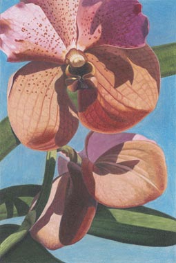 VandaOrchid.jpg